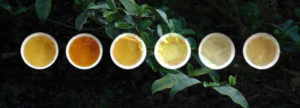 Tutti i colori del tè @ Tea Time 